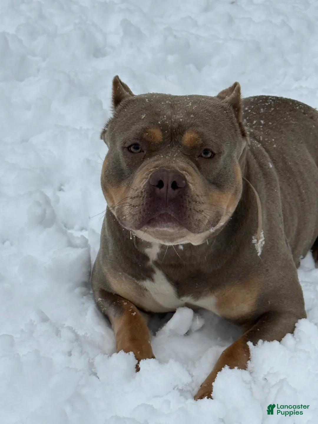 American Bully dogs for sale: American Bully Puppy 1 - Ad 2