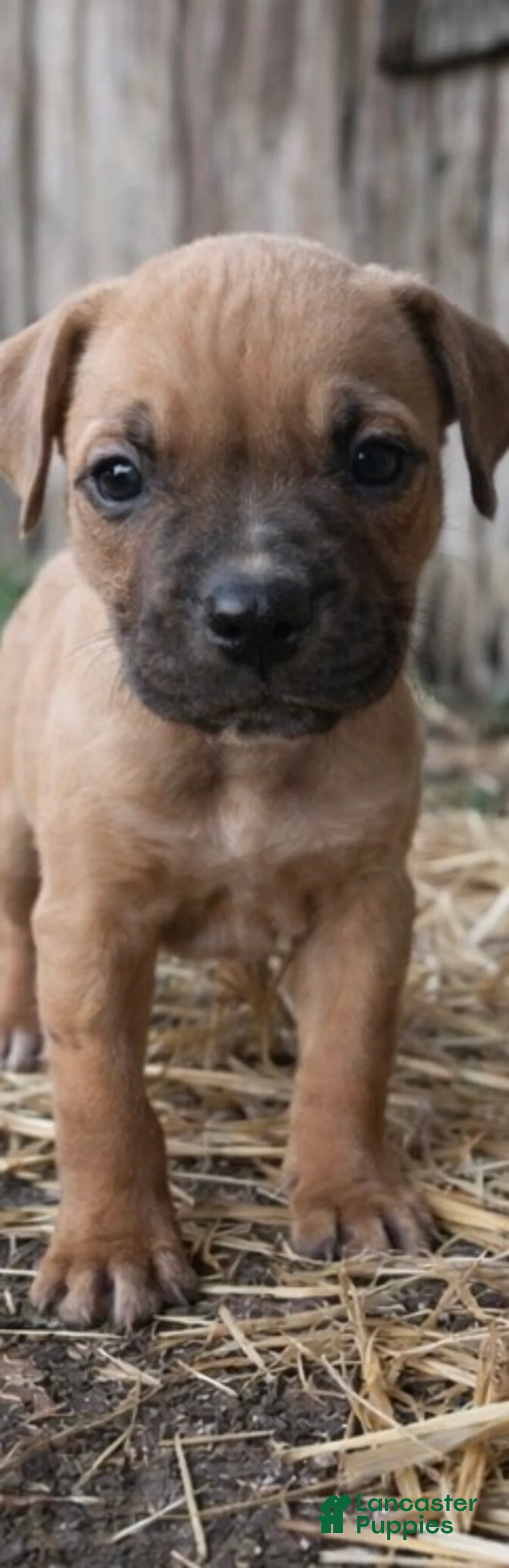 American Pit Bull Terrier dogs for sale: Castro  - Ad 1