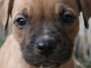 American Pit Bull Terrier dogs Castro - Ad 17