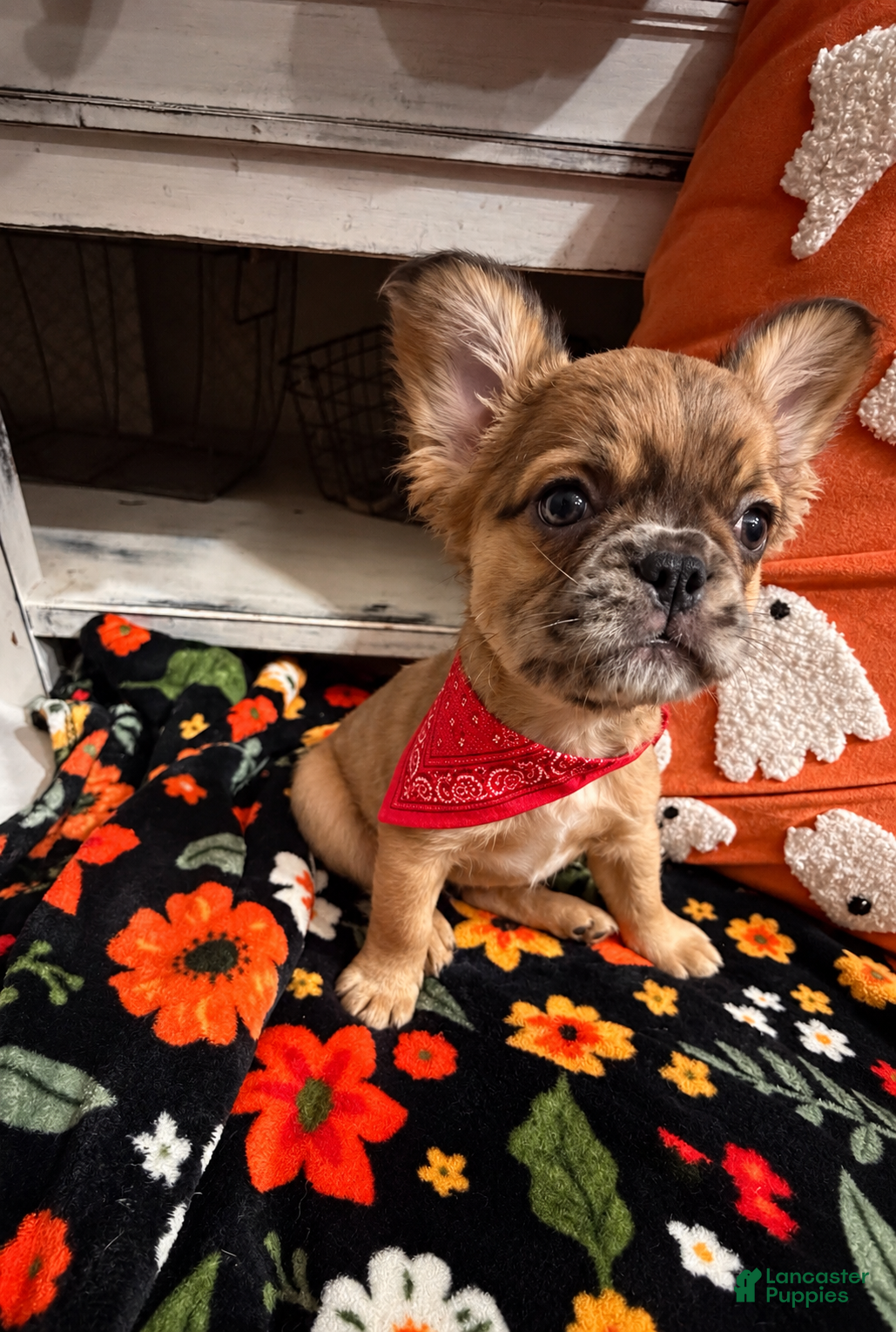 French Bulldog dogs French Bulldog 2 - Ad 1