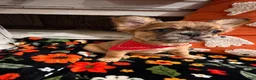 French Bulldog dogs for sale: French Bulldog 2 - Ad 1