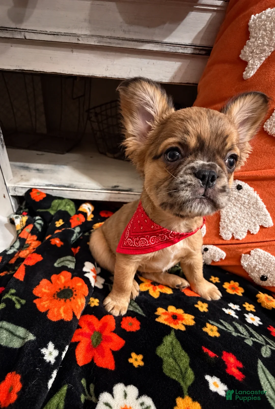 French Bulldog dogs for sale: French Bulldog 2 - Ad 1