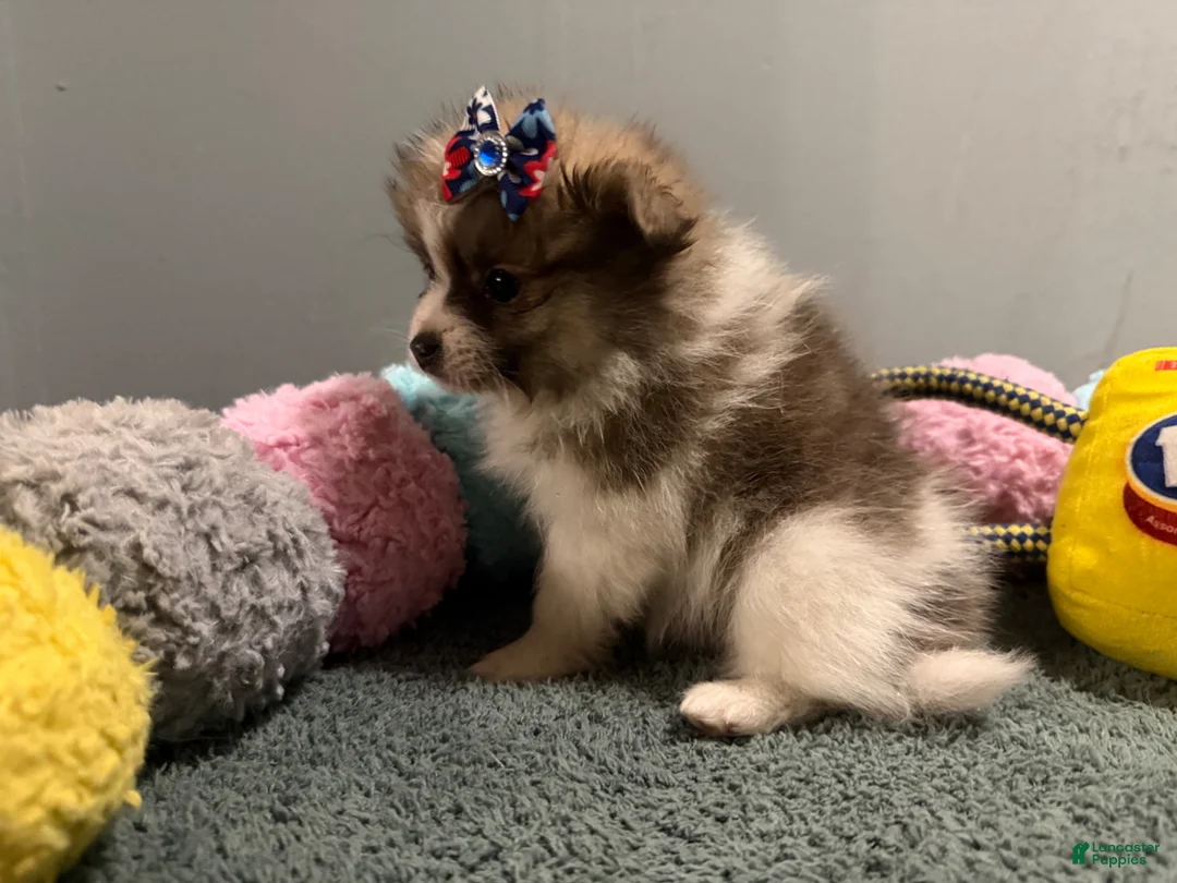 Pomeranian dogs for sale: Ava  - Ad 1