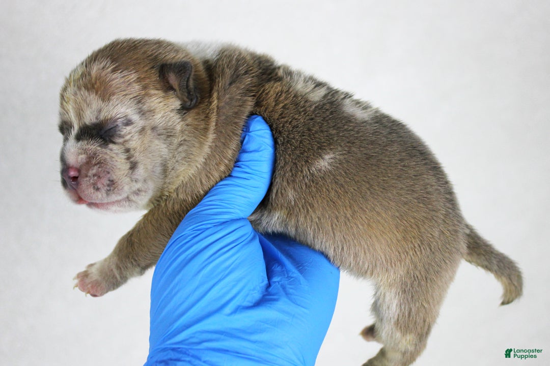 American Bully dogs for sale: Fawn Merle Female (blue mask) - Ad 4