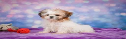 Shih Tzu dogs for sale: Bella - Ad 6