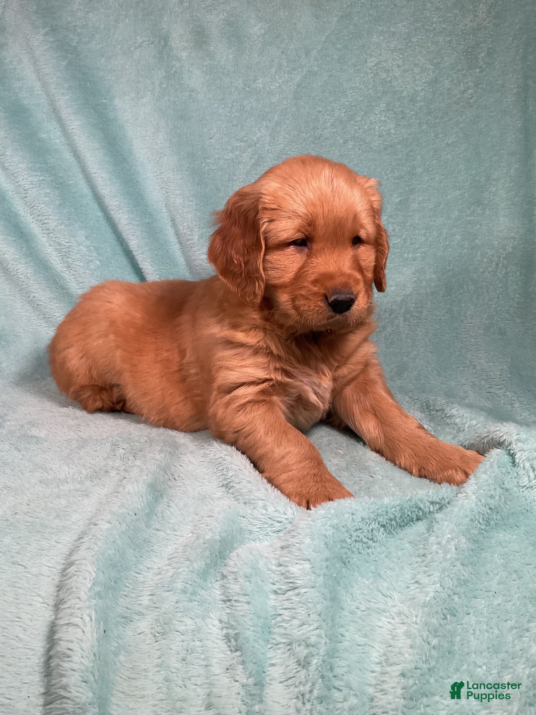 Golden Retriever dogs for sale: Lily - Ad 4