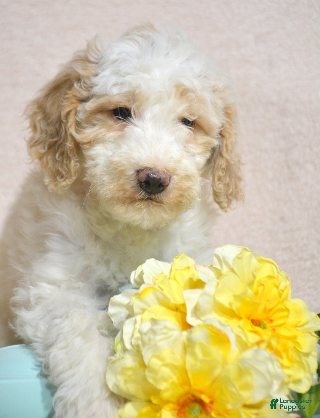 Goldendoodle dogs for sale: Dusty - Ad 1