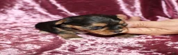 Yorkshire Terrier dogs for sale: Aleena - Ad 4