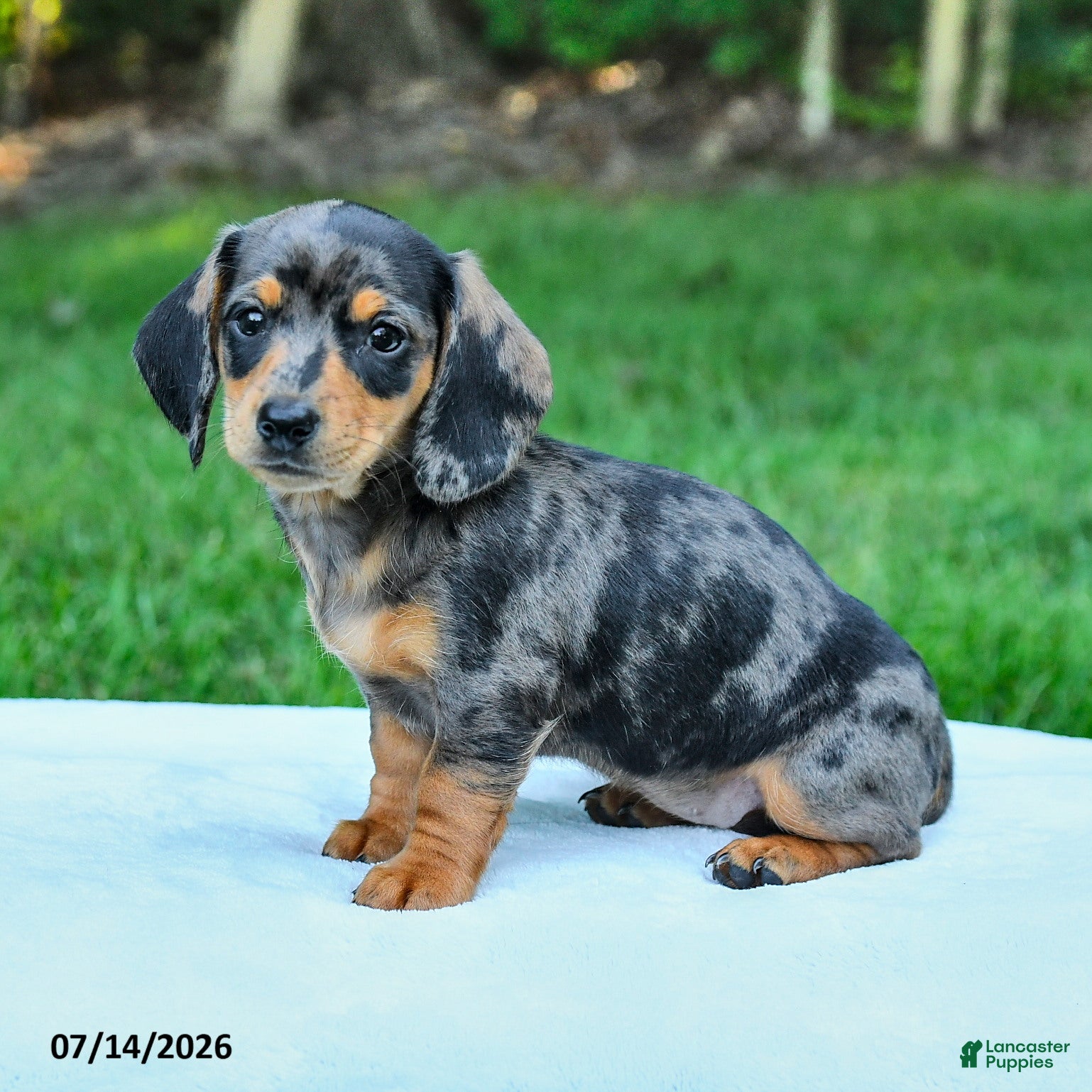 Miniature Dachshund dogs Davina - Ad 2