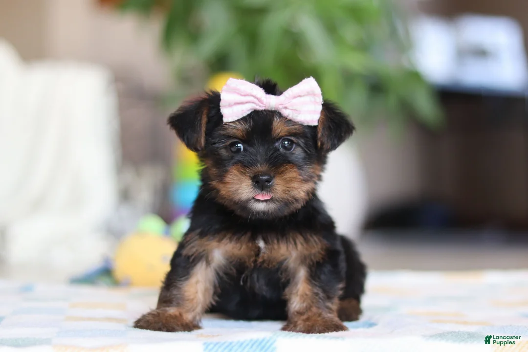 Morkie dogs for sale: Jazzie - Ad 1