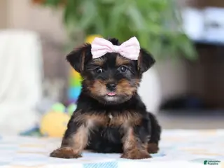 Morkie dogs for sale: Jazzie - Ad 4