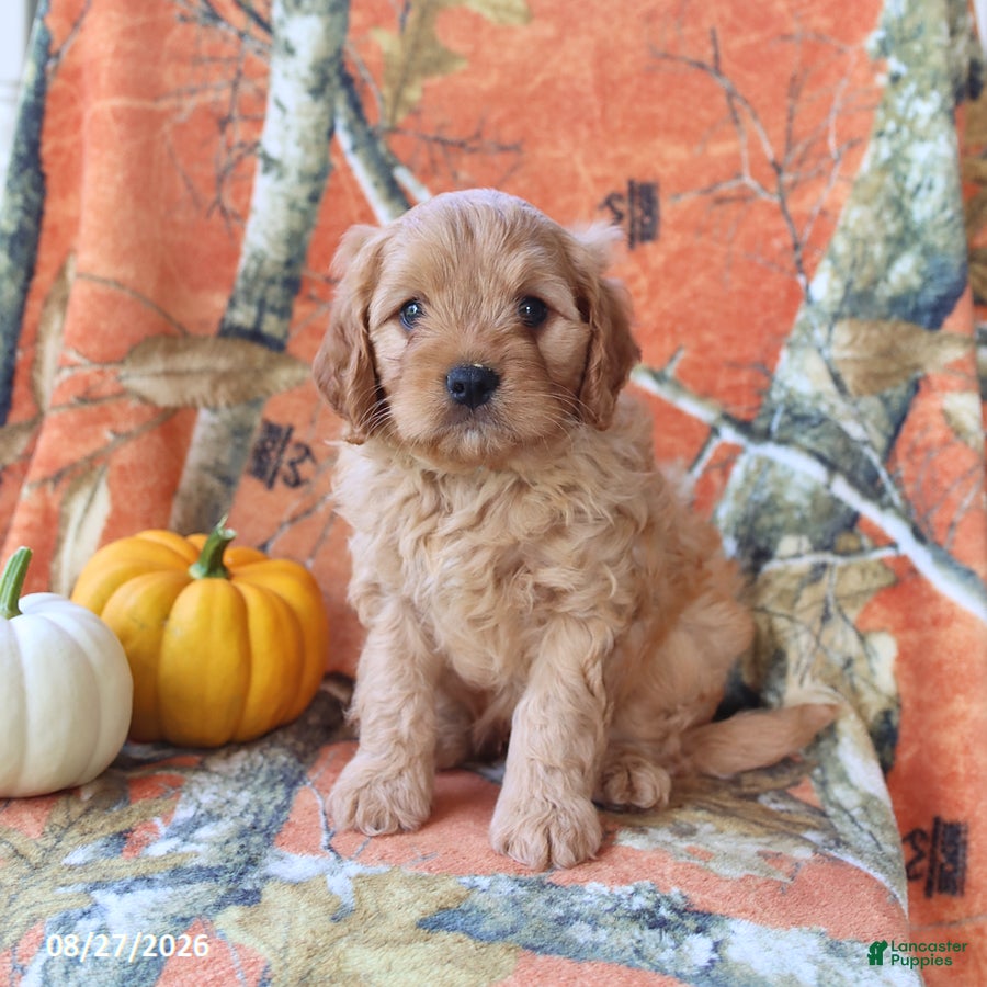 Cavapoo dogs Hickory - Ad 1