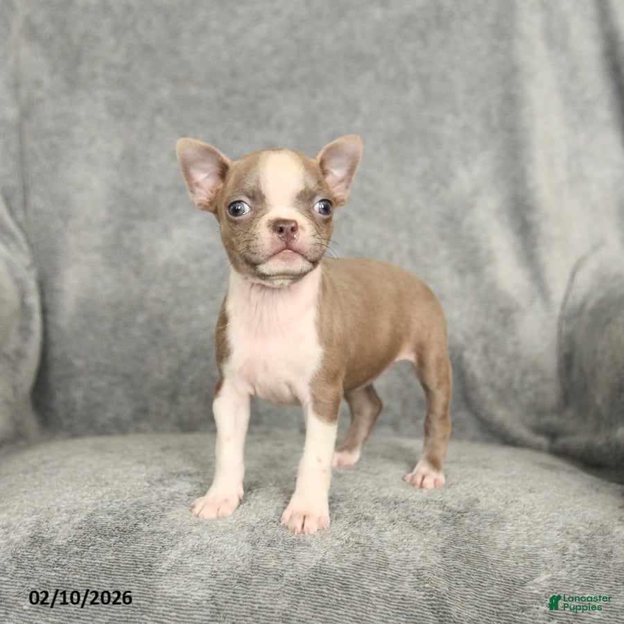 Boston Terrier dogs Duchess - Ad 2