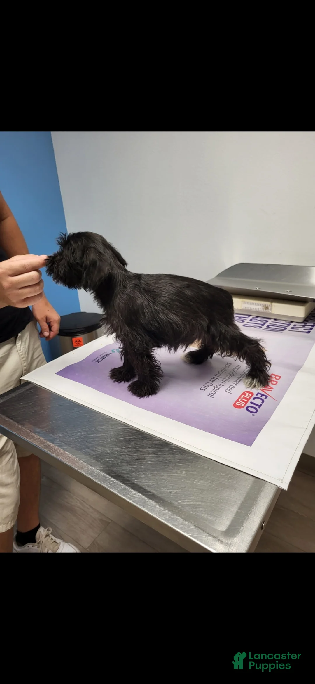 Miniature Schnauzer dogs for sale: Max - Ad 1