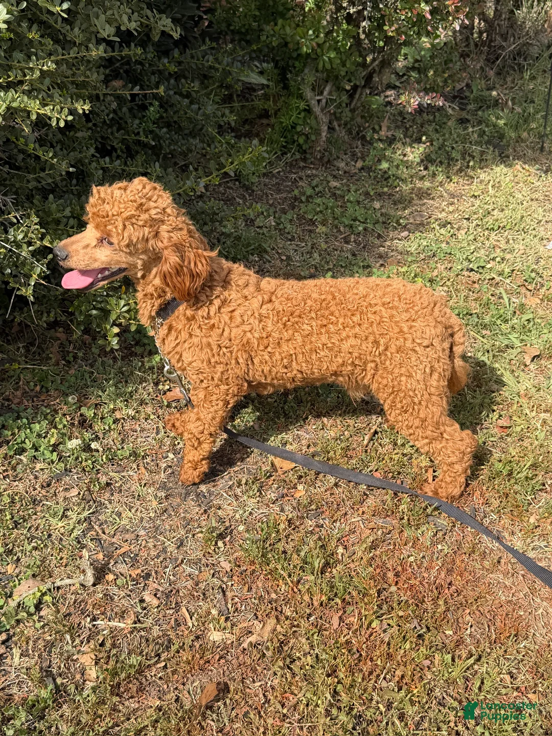 Miniature Poodle dogs for sale: Ernie - Ad 5