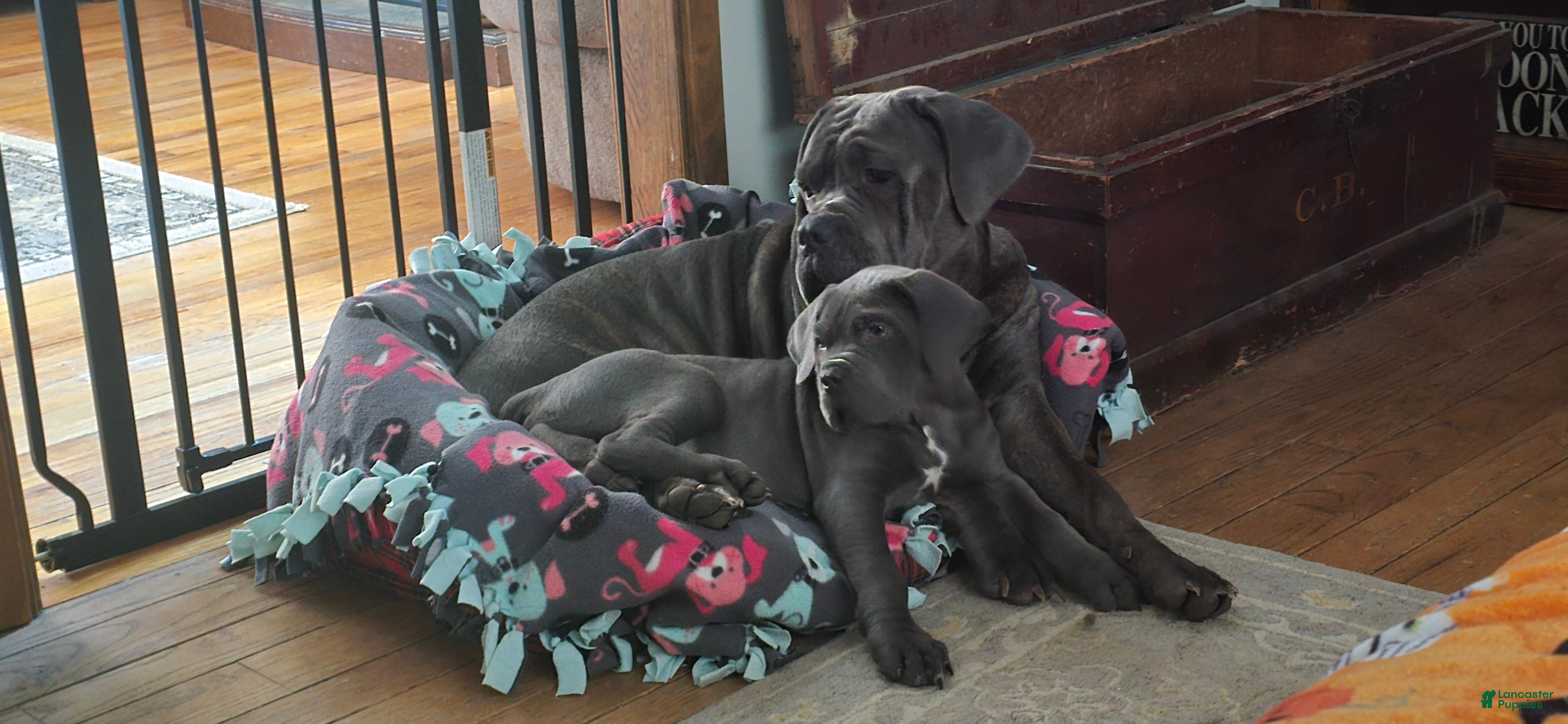 Cane Corso dogs Hercules - Ad 1