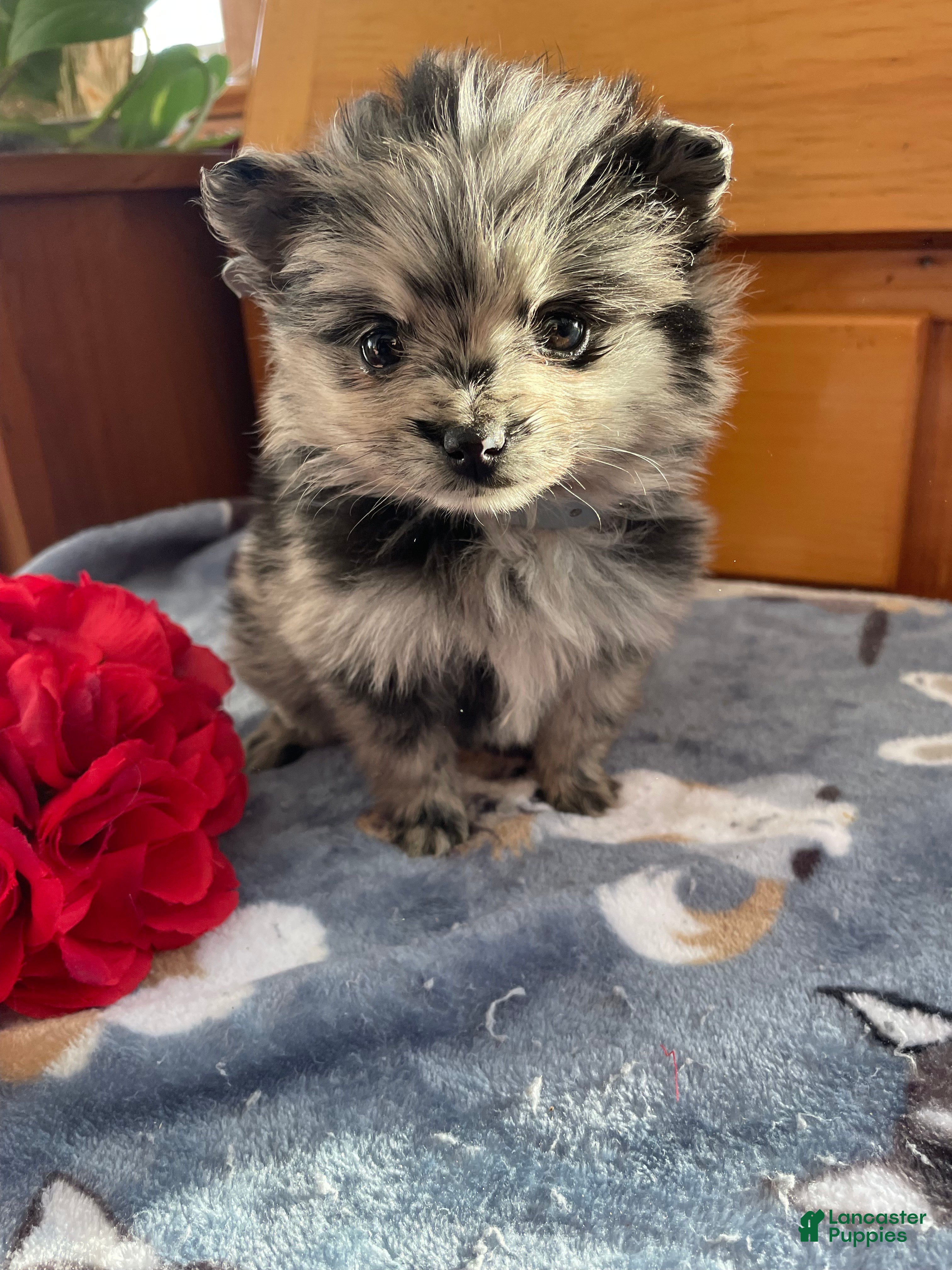 Pomeranian dogs Pinky - Ad 1