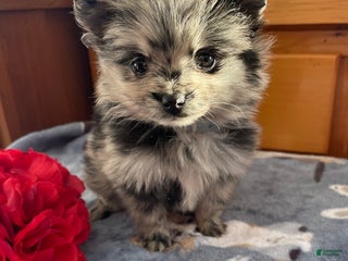 Pomeranian dogs Pinky - Ad 1