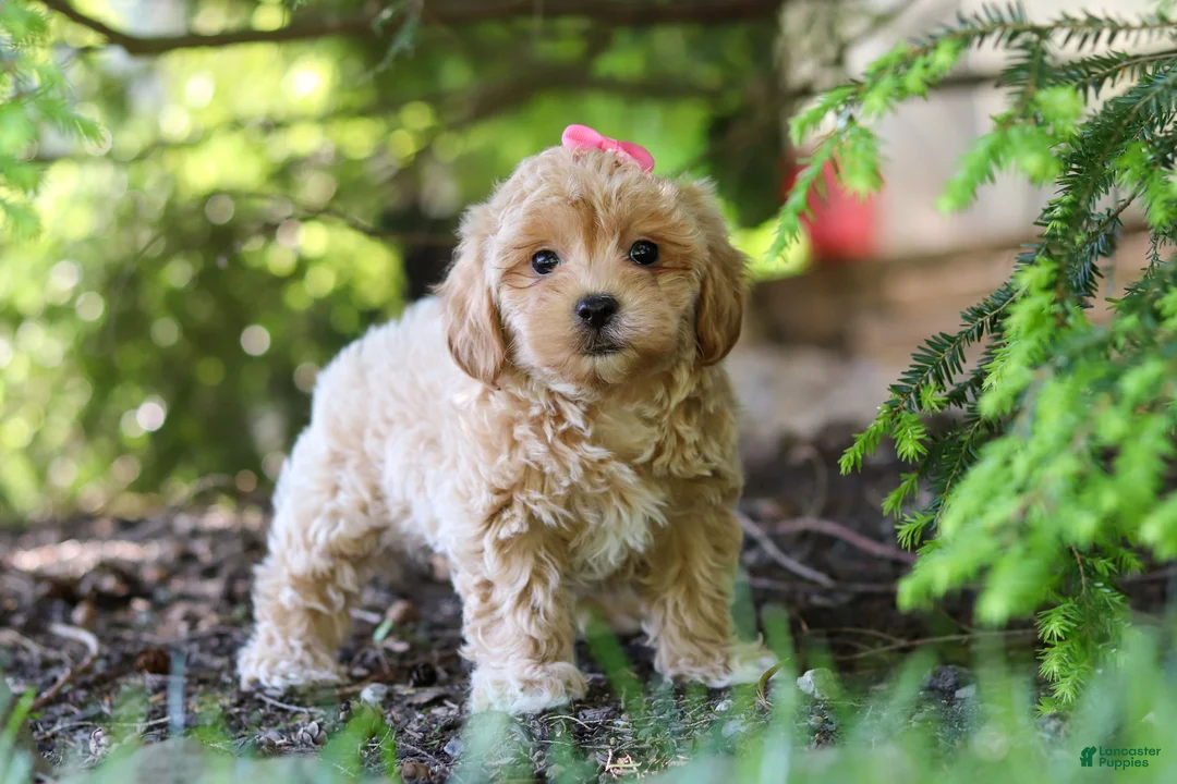 Maltipoo dogs for sale: Amelia - Ad 1