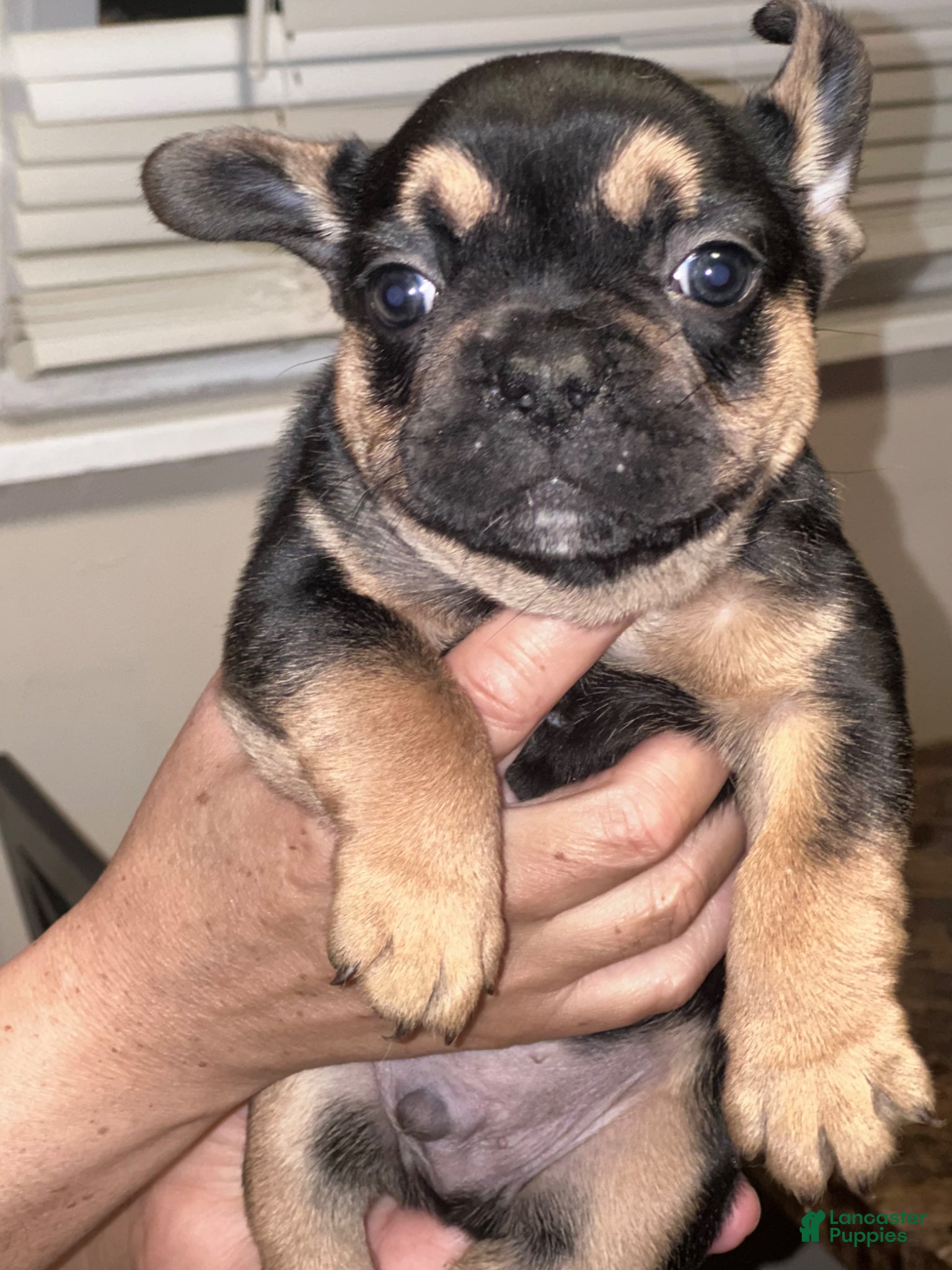 French Bulldog dogs for sale: French Bulldog Puppy 1 - Ad 1