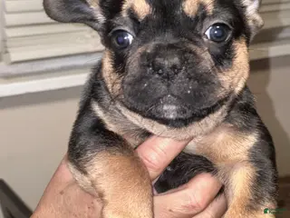French Bulldog dogs French Bulldog Puppy 1 - Ad 39