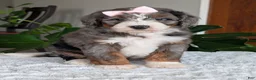 Mini Bernedoodle dogs for sale: Mini Indy - Ad 10