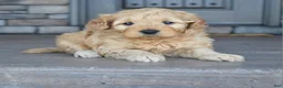 Mini Goldendoodle dogs for sale: Hazel - Ad 6
