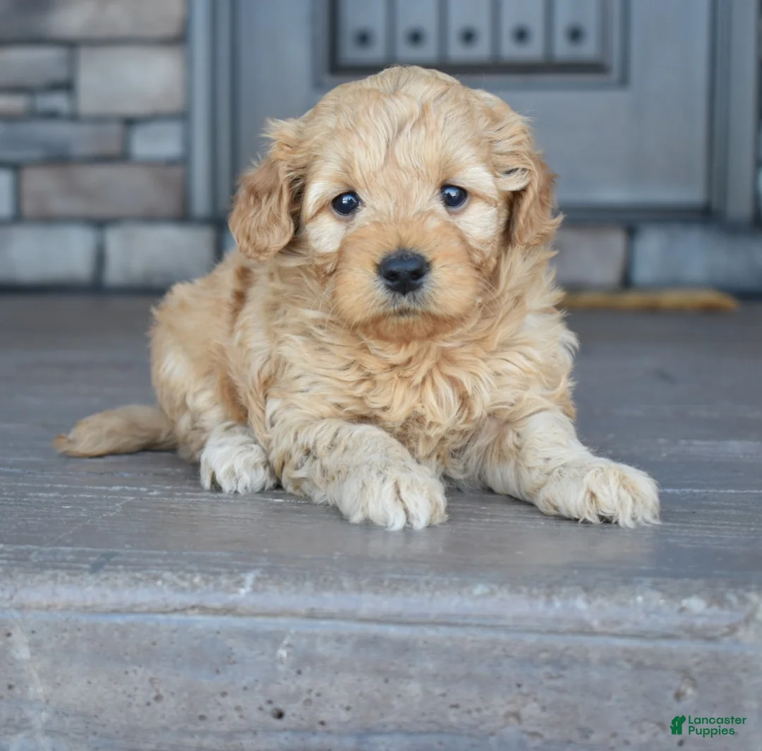 Mini Goldendoodle dogs for sale: Hazel - Ad 6