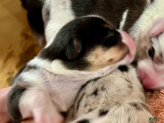 Welsh Corgi Cardigan dogs Welsh Corgi Cardigan Puppy 5: Tab - Ad 8