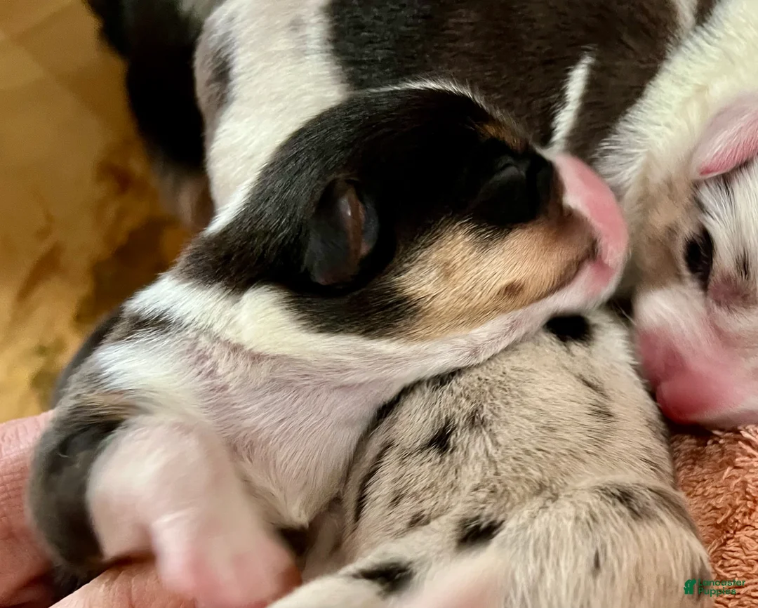 Welsh Corgi Cardigan dogs for sale: Welsh Corgi Cardigan Puppy 5: Tab - Ad 2