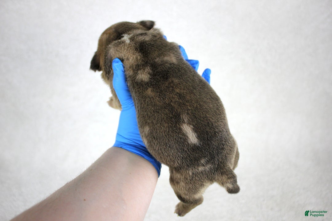 American Bully dogs for sale: Fawn Merle Male - Ad 4