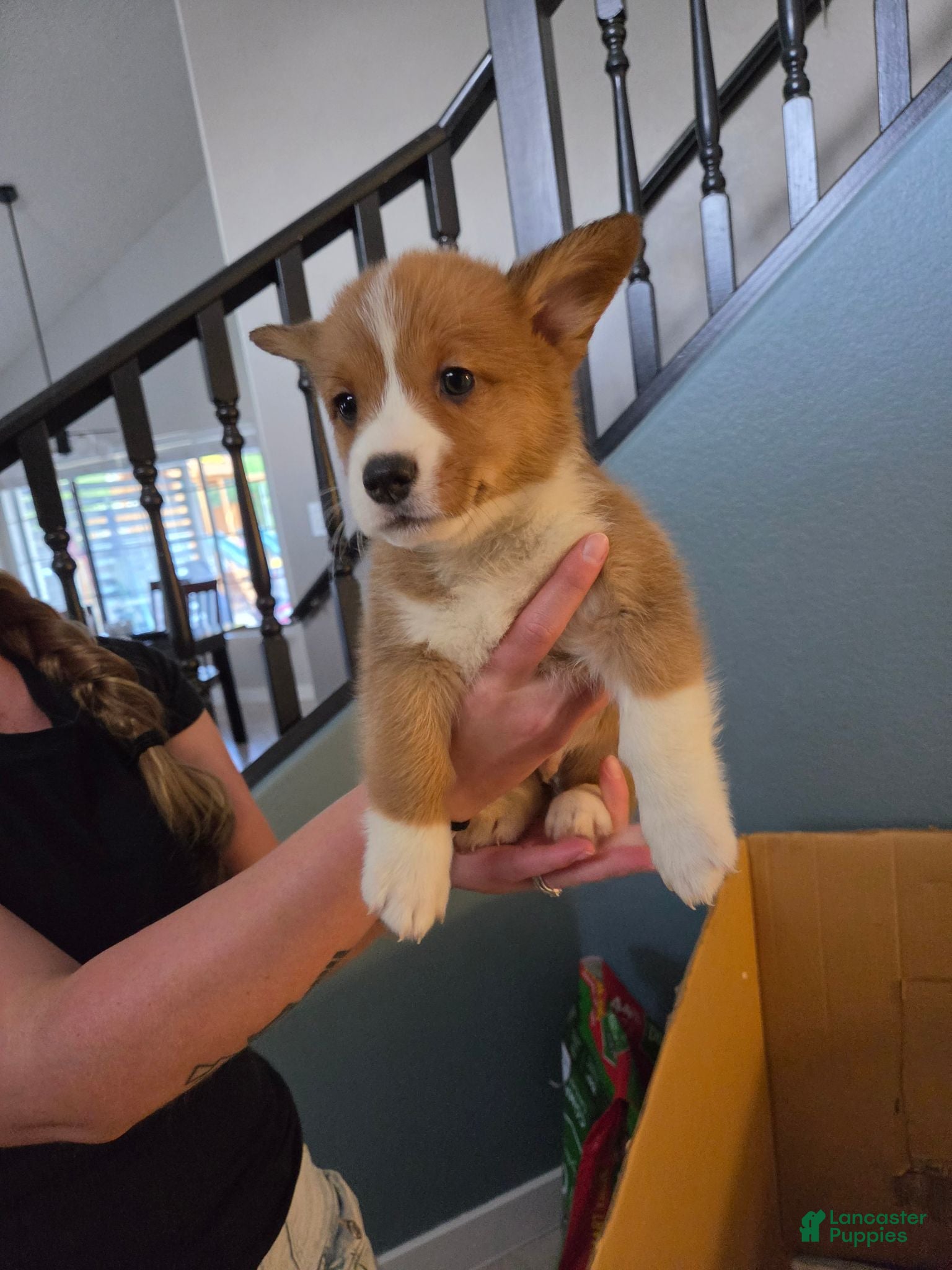 Mixed Breed dogs Yellow - Ad 32