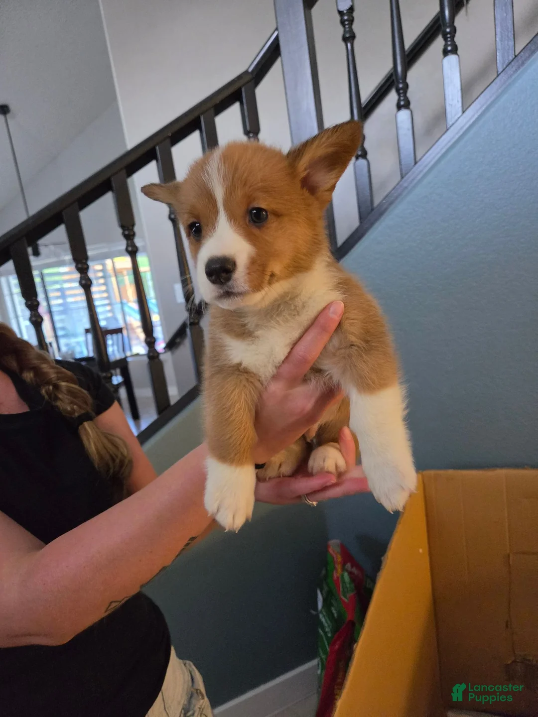 Mixed Breed dogs for sale: Yellow - Ad 1