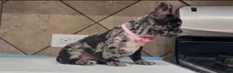 French Bulldog dogs for sale: Luna  - Ad 2