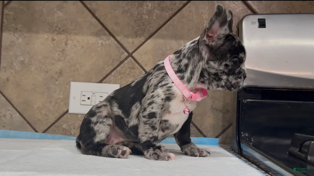 French Bulldog dogs for sale: Luna  - Ad 2