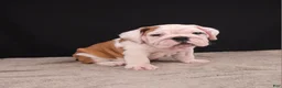 English Bulldog dogs for sale: Charlie  - Ad 22
