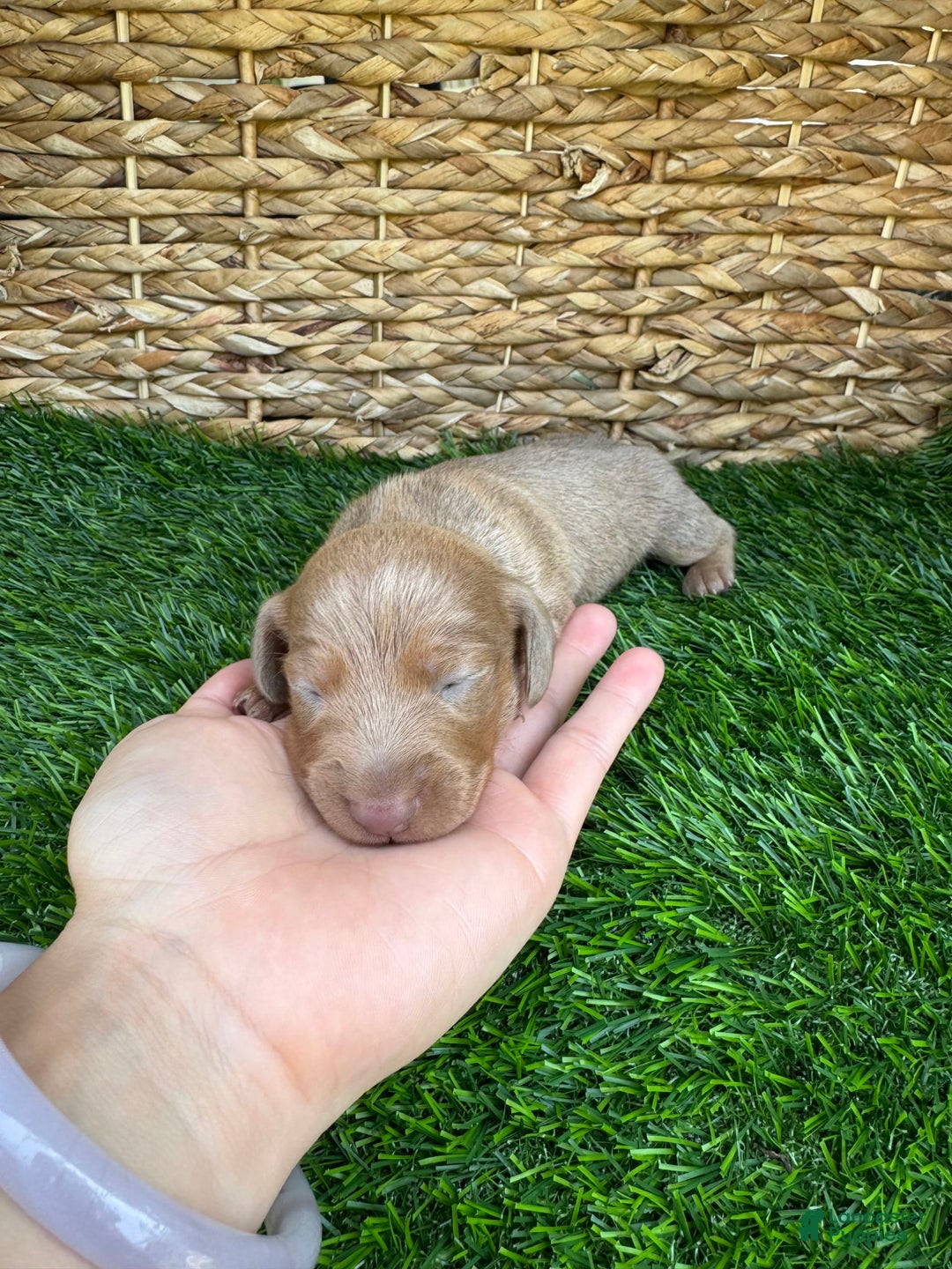 Miniature Dachshund dogs for sale: Jasmine - Ad 2