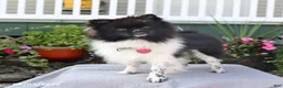 Pomeranian dogs for sale: Twinkie - Ad 7