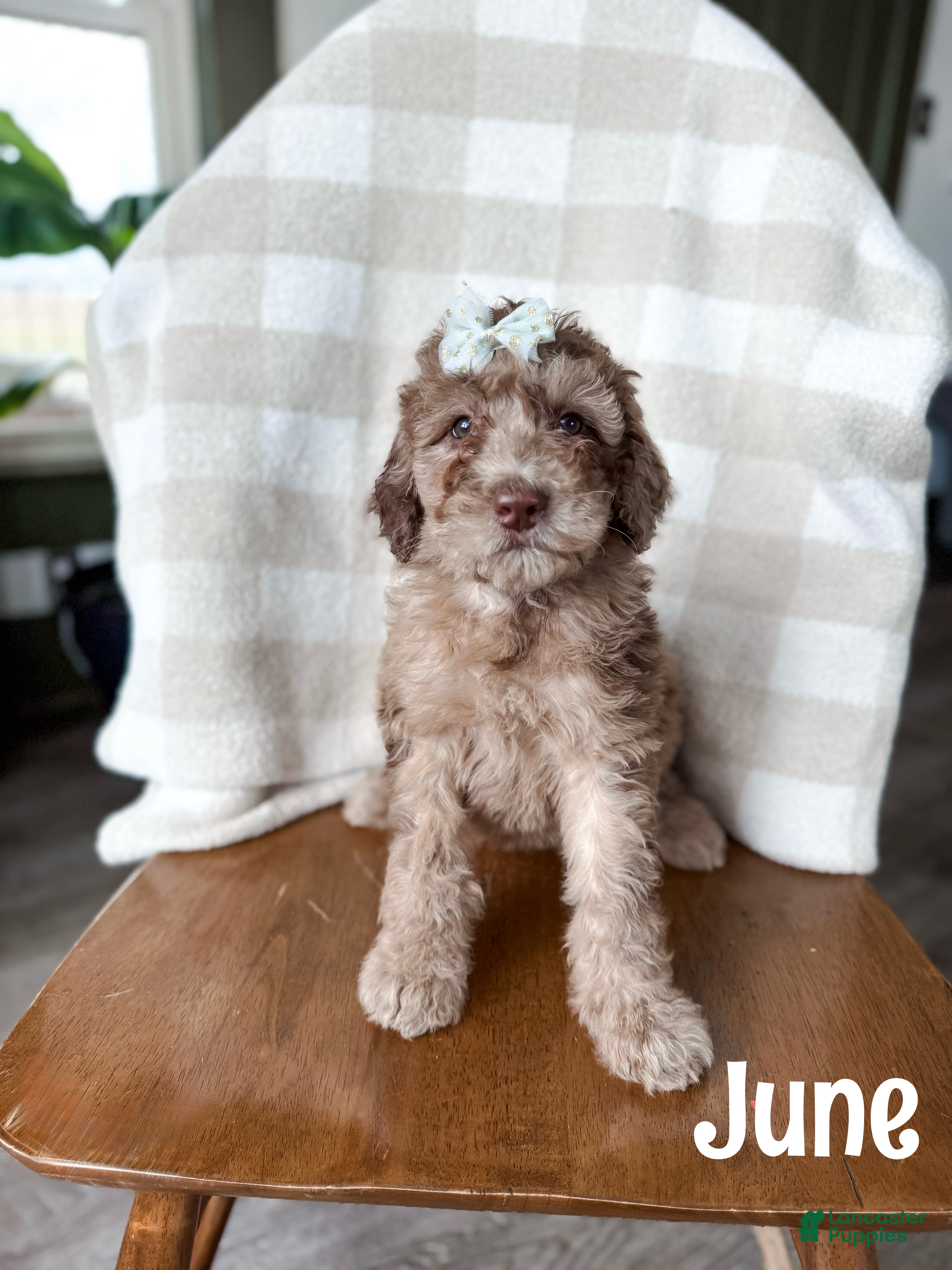 Aussiedoodle dogs June - Ad 20