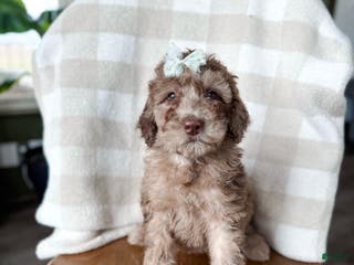 Aussiedoodle dogs June - Ad 15