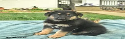 German Shepherd dogs for sale: Indigo  - Ad 2