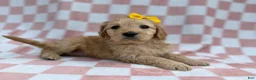 Goldendoodle dogs for sale: Betty - Ad 4