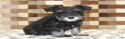Miniature Schnauzer dogs for sale: Pearl - Ad 4