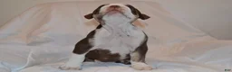 English Bulldog dogs for sale: Bully (Chocolate Trindle) - Ad 6
