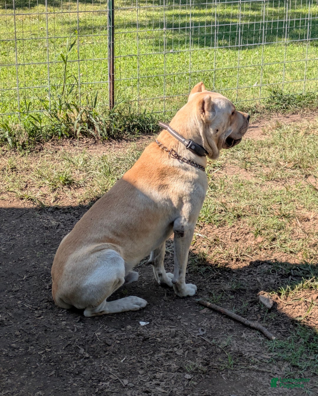 Cane Corso dogs for sale: Pink - Ad 9