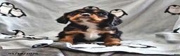 Cavalier King Charles Spaniel dogs for sale: Ralphie - Ad 4