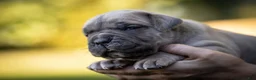 Cane Corso dogs for sale: Midnight Groove’s What’s Going On-Marvin - Ad 7