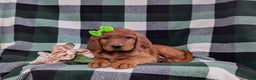 Irish Setter dogs for sale: Genna - Ad 5