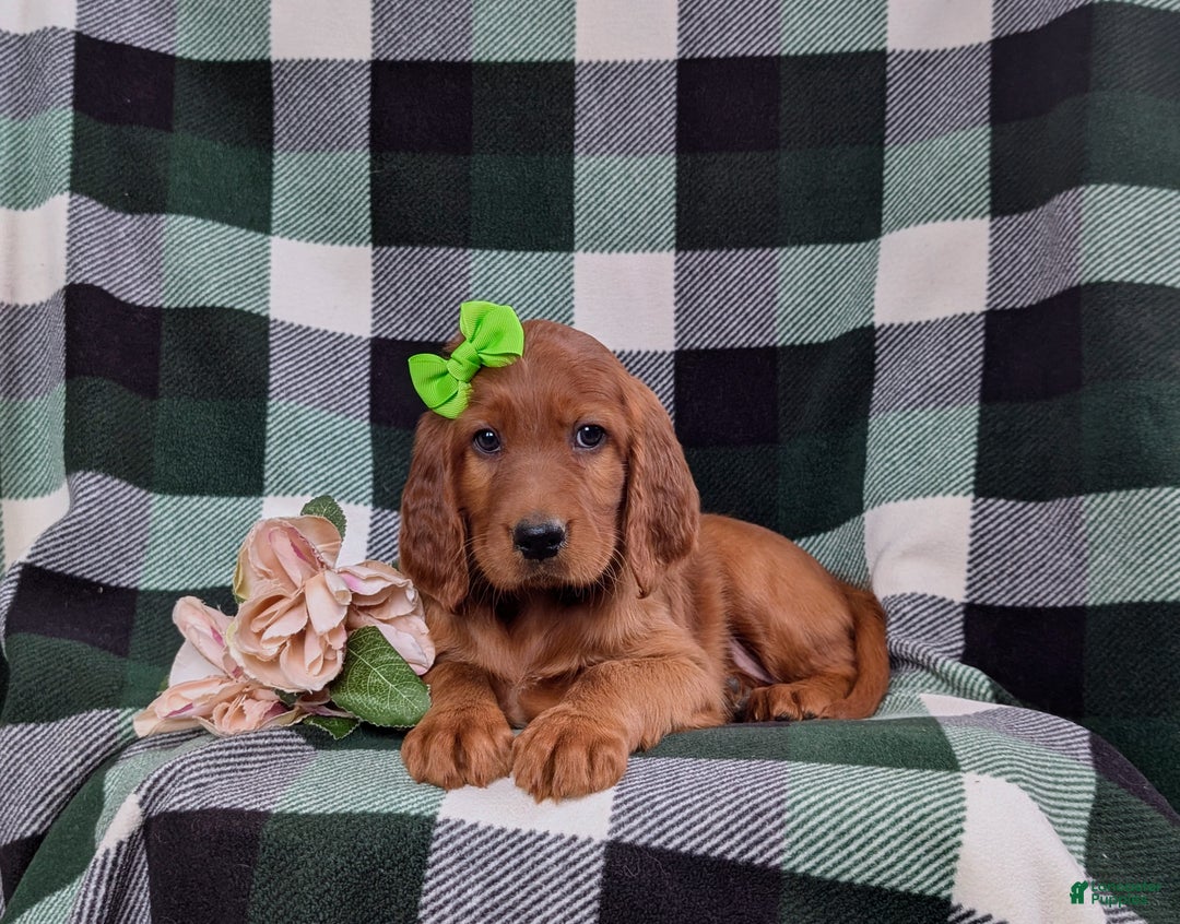 Irish Setter dogs for sale: Genna - Ad 5