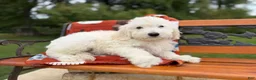 Mixed Breed dogs for sale: Moose (Boy) - Ad 5